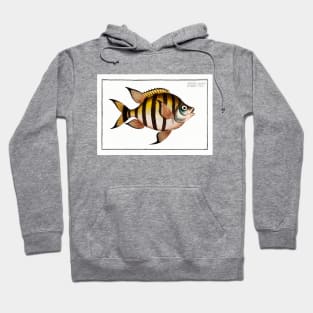 Chaetodon marginatus (1785–1797) Hoodie